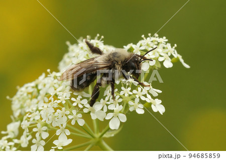Closeup on a furre white female Grey-backed mining bee, Andrena vaga, sitting on top of a flower Closeup on a furre white female Grey-backed mining bee, Andrena vaga, sitting on top of a flower 94685859