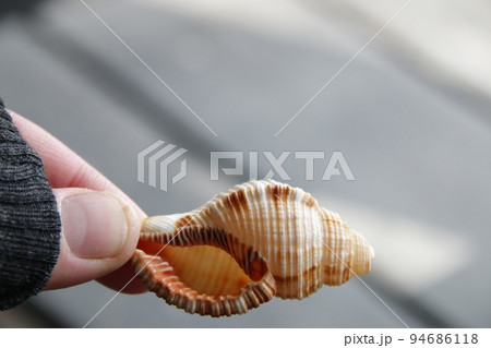 The hand holds a seashell. Marine background. The hand holds a seashell. Marine background. 94686118