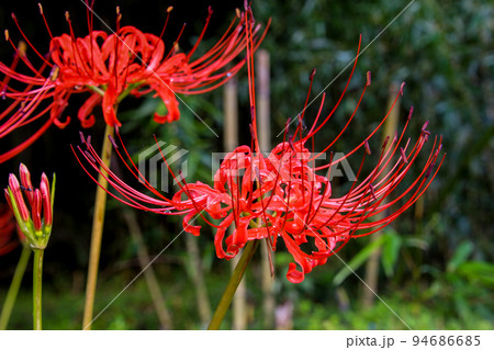 彼岸花 彼岸花 94686685