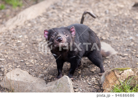 Tasmanian Devil in Tasmania Australia Tasmanian Devil in Tasmania Australia 94686686