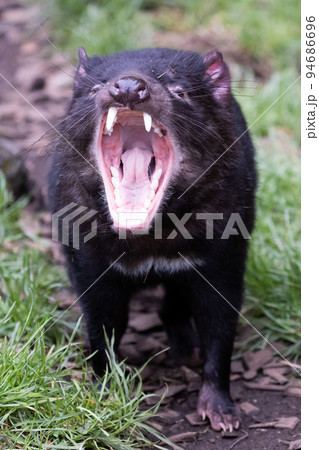 Tasmanian Devil in Tasmania Australia Tasmanian Devil in Tasmania Australia 94686696