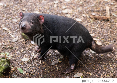 Tasmanian Devil in Tasmania Australia Tasmanian Devil in Tasmania Australia 94686717