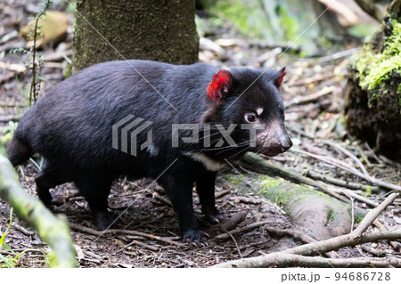Tasmanian Devil in Tasmania Australia Tasmanian Devil in Tasmania Australia 94686728