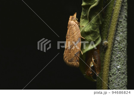 昆虫 虫 蟲 94686824