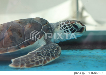 〔愛知県名古屋市港区・名古屋港水族館〕アオウミガメの子ども 生後1年 〔愛知県名古屋市港区・名古屋港水族館〕アオウミガメの子ども 生後1年 94686953
