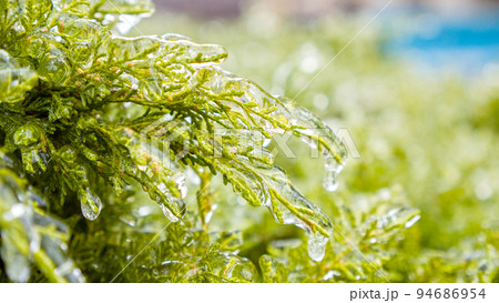 Green Plants in the ice after a natural cataclysm. Icing of plants after rain in cold weather. Branches of plants in the ice. 94686954