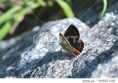 ミヤマシジミ　雌　石の上で翅を開く 94687108