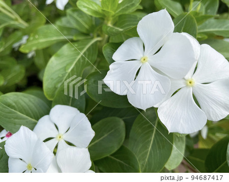白いニチニチソウのアップ 94687417