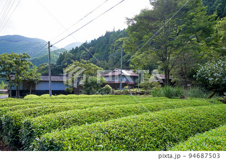 上佐野集落と茶畑（南部茶産地）【山梨県南部町】 94687503