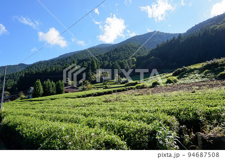 上佐野の茶畑(南部茶産地)【山梨県南部町】 上佐野の茶畑(南部茶産地)【山梨県南部町】 94687508