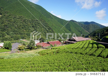 上佐野集落と茶畑（南部茶産地）【山梨県南部町】 94687512
