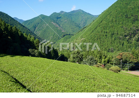 上佐野の茶畑（南部茶産地）【山梨県南部町】 94687514