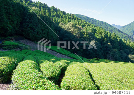 上佐野の茶畑（南部茶産地）と日影【山梨県南部町】 94687515