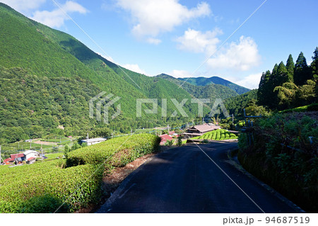 上佐野の茶畑（南部茶産地）と日影【山梨県南部町】 94687519