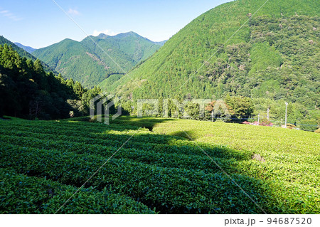 上佐野の茶畑（南部茶産地）と日影【山梨県南部町】 94687520