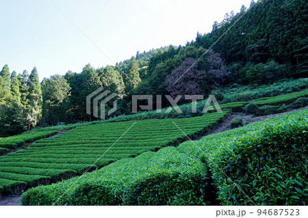 上佐野の茶畑（南部茶産地）と日影【山梨県南部町】 94687523