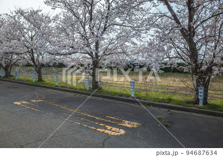 道路沿いに咲く桜とペイントが剥げた道路表示 94687634