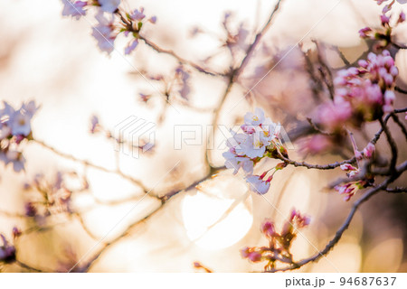 朝日を背景に咲く桜の花 朝日を背景に咲く桜の花 94687637