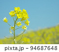 早春の野を飾る菜の花 94687648