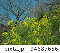 早春の野を飾る菜の花 94687656