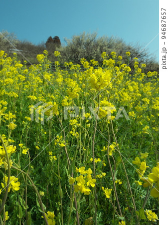 早春の野を飾る菜の花 94687657