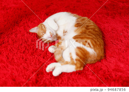 赤いカーペットに埋もれて眠る茶白の猫 94687856