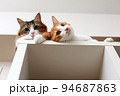本棚の上で寄り添って寛ぐ2匹の猫 94687863