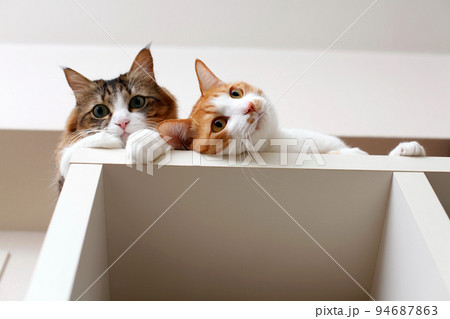 本棚の上で寄り添って寛ぐ2匹の猫 94687863
