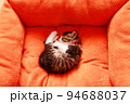 クッションの中で丸まって寝る子猫 94688037