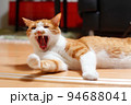 グルーミング中に大あくびをする茶白の猫 94688041