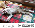 出窓で日光をあびながら眠る2匹の子猫 94688045