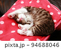 ピンクのタオルの上でバンザイをして眠る子猫 94688046