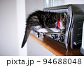 オーブントースターに頭を突っ込む子猫 94688048