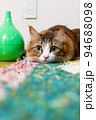 スチーム式加湿器の横で休む可愛い表情の猫 94688098