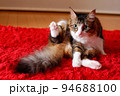 赤いカーペットの上で毛繕いをする猫 94688100