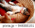 仲良しの猫を枕にカゴの中で寝る子猫 94688101
