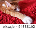 赤いカーペットの上で片手を伸ばし寛ぐ猫 94688102