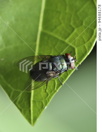 バグ 昆虫 苦悩 94688178