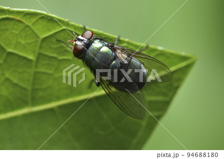 バグ 昆虫 苦悩 94688180