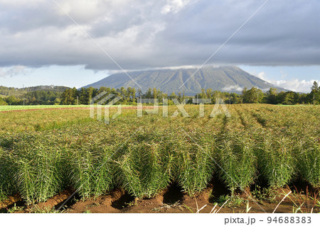 秋の北海道留寿都村でユリ根畑の朝の風景を撮影 94688383