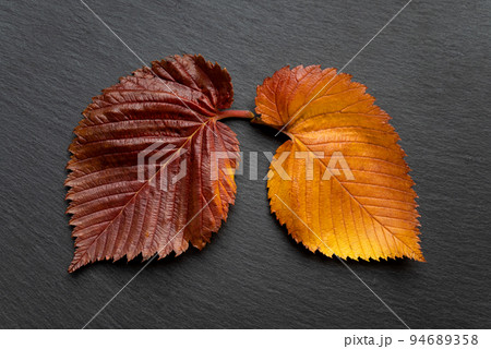 autumn colored elm tree leaves as human lungs 94689358