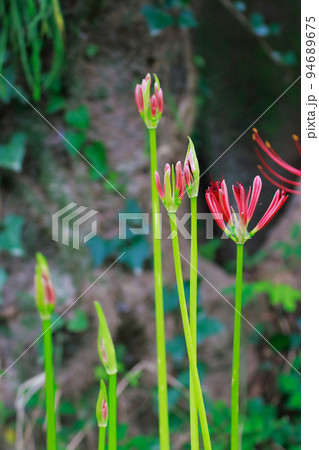 入田ヤナギ林の彼岸花 94689675