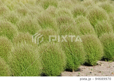 初秋の花壇に咲くライムグリーンのコキア 94689970