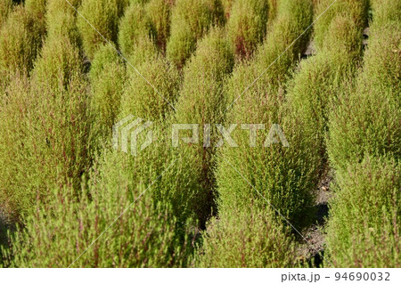 初秋の花壇に咲くライムグリーンのコキア 初秋の花壇に咲くライムグリーンのコキア 94690032