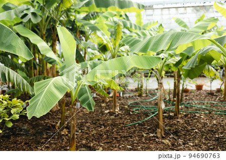 Nature eco banana plant in the green garden with sunshine background. Banana plants in a backyard garden. Nature eco banana plant in the green garden with sunshine background. Banana plants in a backyard garden. 94690763