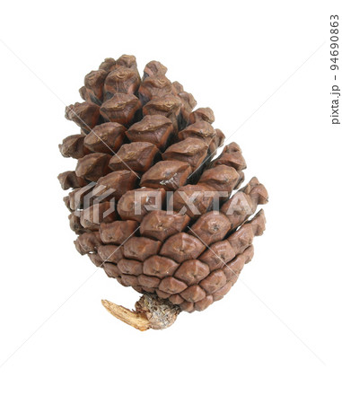 pine cones isolated on a white background 94690863