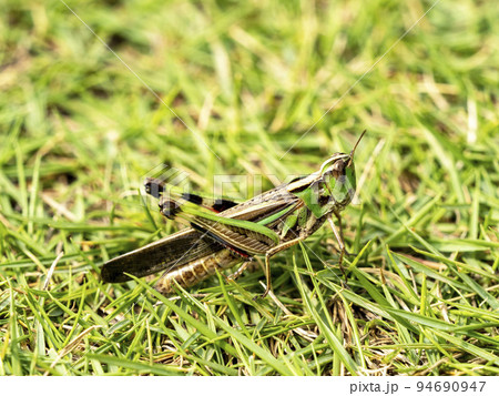 地面にいるマダラバッタ 94690947