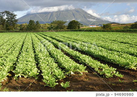 秋の北海道留寿都村で収穫が始まったダイコン畑の風景を撮影 94690980