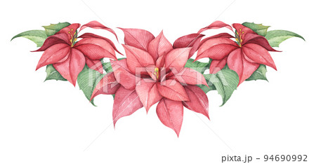 Red Christmas poinsettia flowers. Watercolor illustration. 94690992