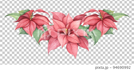 Red Christmas poinsettia flowers. Watercolor illustration. 94690992